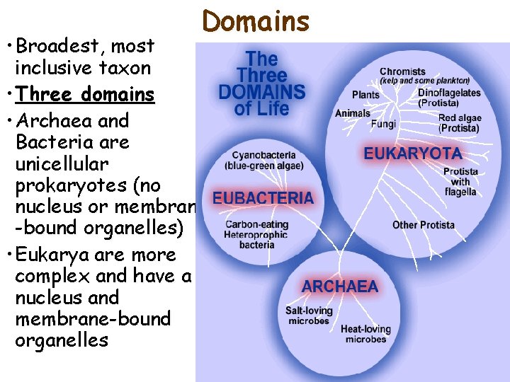 Domains • Broadest, most inclusive taxon • Three domains • Archaea and Bacteria are