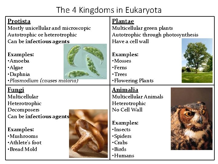 The 4 Kingdoms in Eukaryota Protista Plantae Examples: • Amoeba • Algae • Daphnia