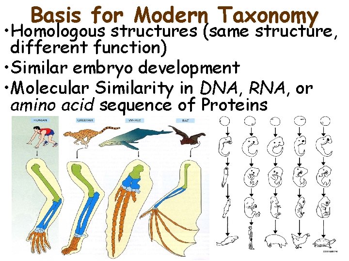 Basis for Modern Taxonomy • Homologous structures (same structure, different function) • Similar embryo