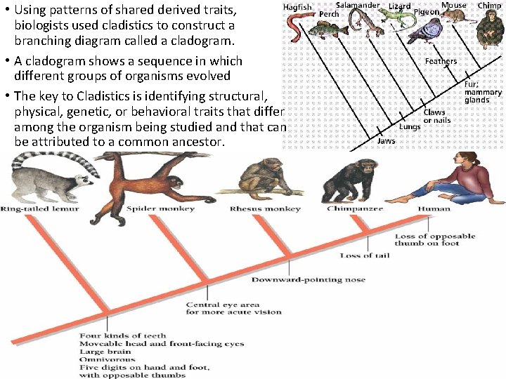  • Using patterns of shared derived traits, biologists used cladistics to construct a