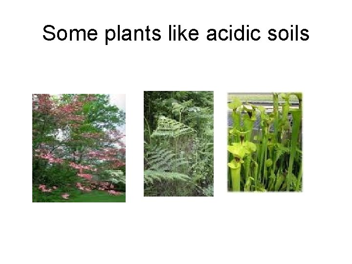 Some plants like acidic soils 