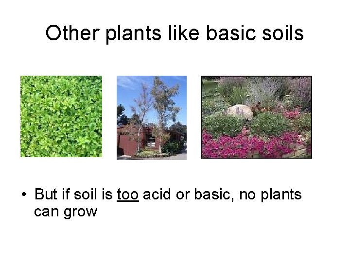 Other plants like basic soils • But if soil is too acid or basic,
