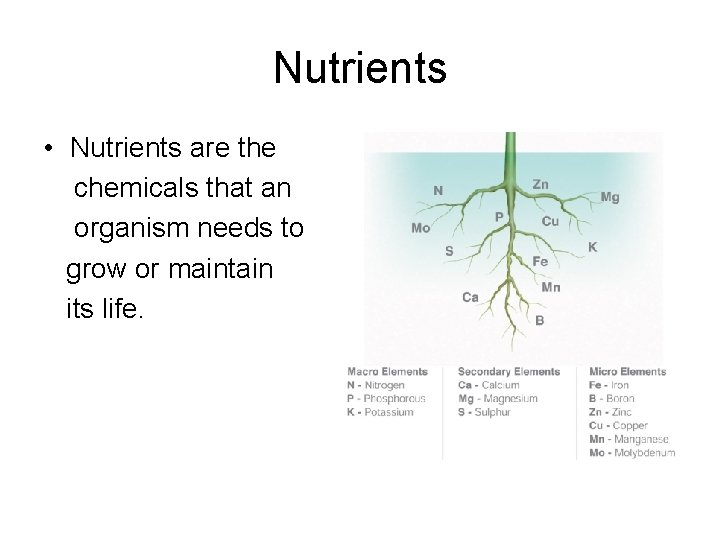 Nutrients • Nutrients are the chemicals that an organism needs to grow or maintain