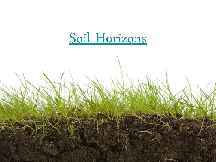 Soil Horizons 