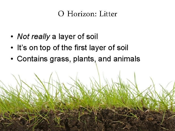 O Horizon: Litter • Not really a layer of soil • It’s on top