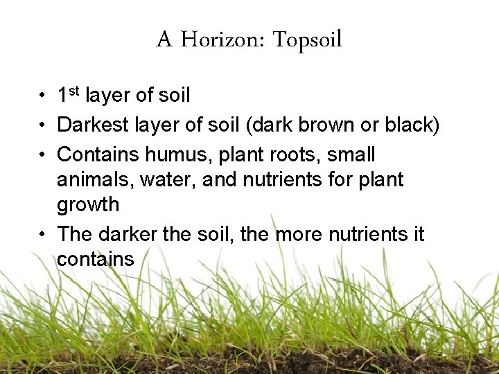 A Horizon: Topsoil • 1 st layer of soil • Darkest layer of soil