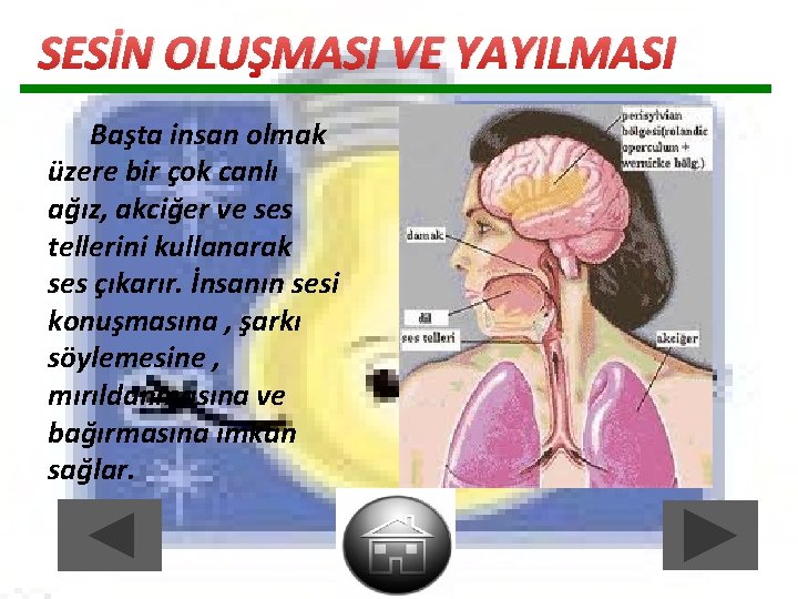 SESİN OLUŞMASI VE YAYILMASI Başta insan olmak üzere bir çok canlı ağız, akciğer ve SESİN OLUŞMASI VE YAYILMASI Başta insan olmak üzere bir çok canlı ağız, akciğer ve