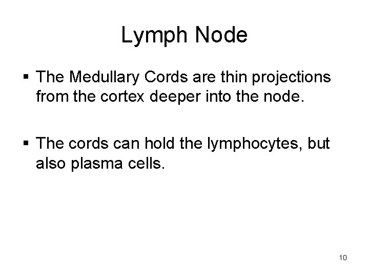 Lymph Node § The Medullary Cords are thin projections from the cortex deeper into