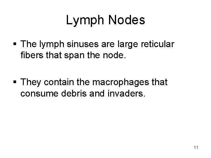 Lymph Nodes § The lymph sinuses are large reticular fibers that span the node.