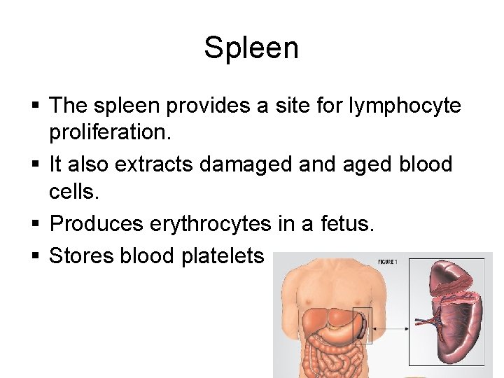 Spleen § The spleen provides a site for lymphocyte proliferation. § It also extracts