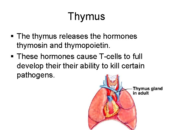 Thymus § The thymus releases the hormones thymosin and thymopoietin. § These hormones cause