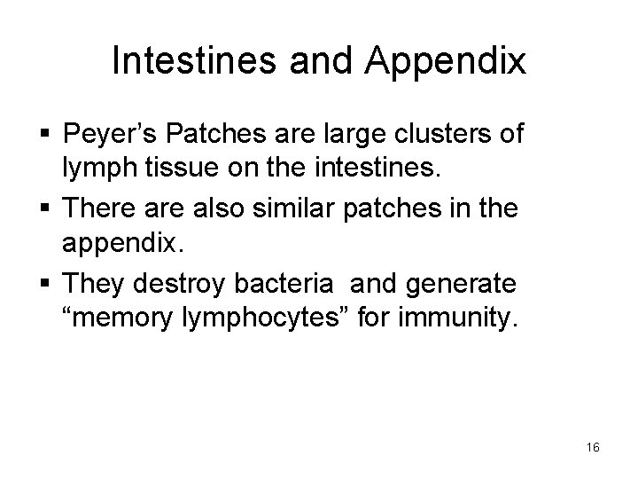 Intestines and Appendix § Peyer’s Patches are large clusters of lymph tissue on the