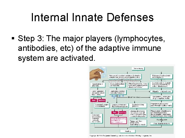 Internal Innate Defenses § Step 3: The major players (lymphocytes, antibodies, etc) of the