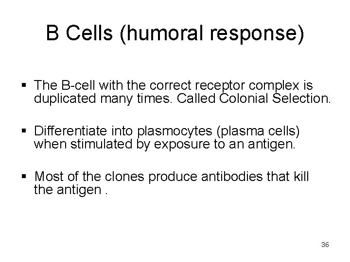 B Cells (humoral response) § The B-cell with the correct receptor complex is duplicated