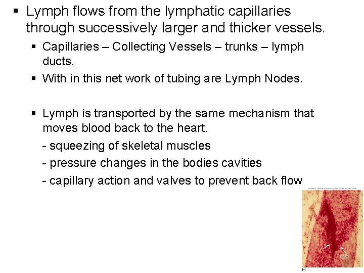 § Lymph flows from the lymphatic capillaries through successively larger and thicker vessels. §