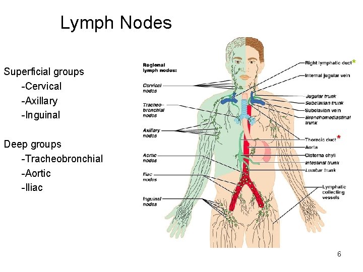 Lymph Nodes * Superficial groups -Cervical -Axillary -Inguinal Deep groups -Tracheobronchial -Aortic -Iliac *