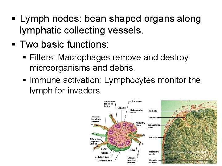 § Lymph nodes: bean shaped organs along lymphatic collecting vessels. § Two basic functions: