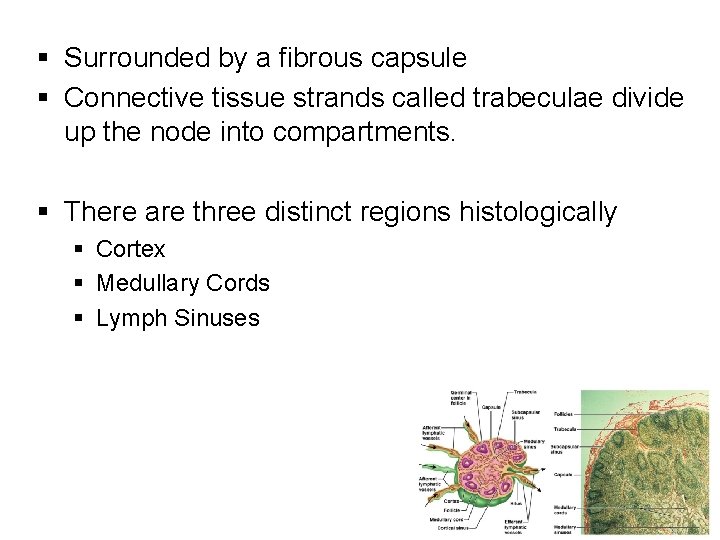 § Surrounded by a fibrous capsule § Connective tissue strands called trabeculae divide up