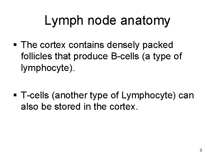 Lymph node anatomy § The cortex contains densely packed follicles that produce B-cells (a