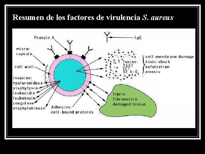 Resumen de los factores de virulencia S. aureus 