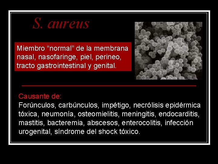 S. aureus Miembro “normal” de la membrana nasal, nasofaringe, piel, perineo, tracto gastrointestinal y