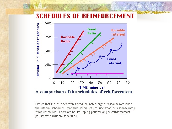 A comparison of the schedules of reinforcement Notice that the ratio schedules produce faster,