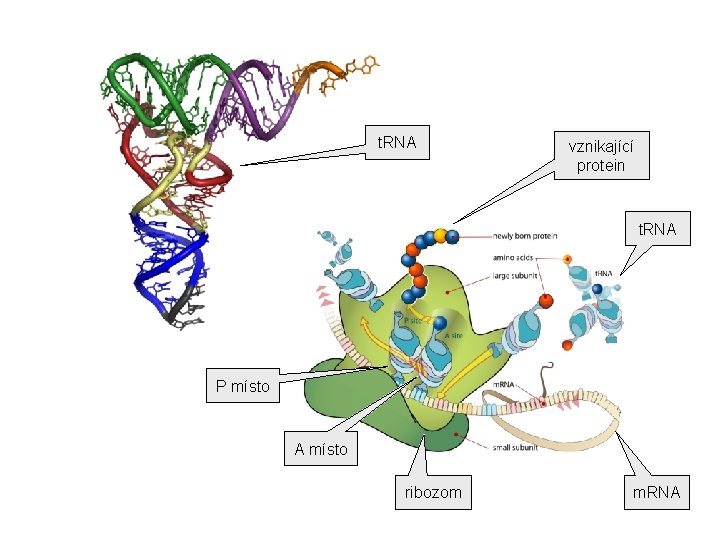 t. RNA vznikající protein t. RNA P místo A místo ribozom m. RNA 