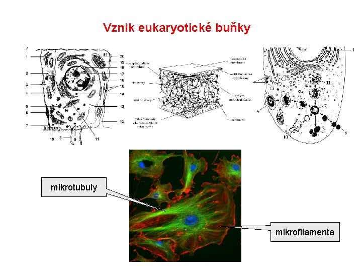 Vznik eukaryotické buňky mikrotubuly mikrofilamenta 