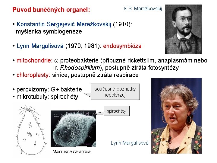 Původ buněčných organel: K. S. Merežkovskij • Konstantin Sergejevič Merežkovskij (1910): myšlenka symbiogeneze •