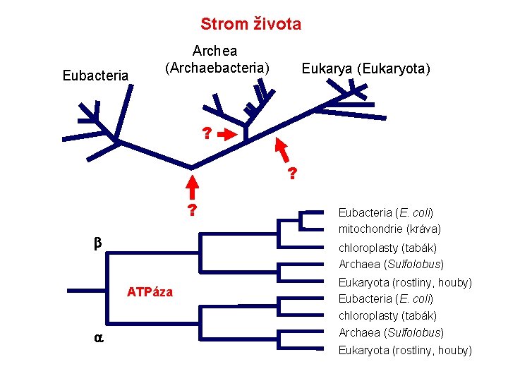 Strom života Eubacteria Archea (Archaebacteria) Eukarya (Eukaryota) ? ? ? chloroplasty (tabák) Archaea (Sulfolobus)