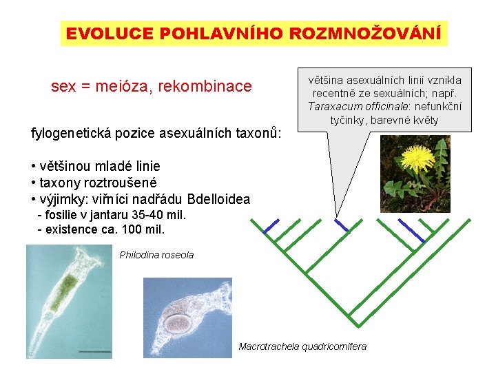 EVOLUCE POHLAVNÍHO ROZMNOŽOVÁNÍ sex = meióza, rekombinace fylogenetická pozice asexuálních taxonů: většina asexuálních linií