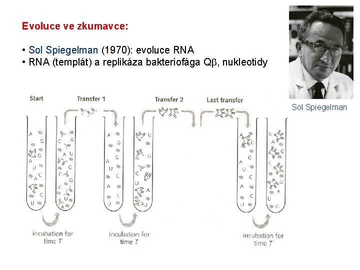 Evoluce ve zkumavce: • Sol Spiegelman (1970): evoluce RNA • RNA (templát) a replikáza