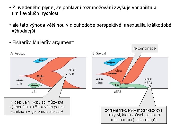  • Z uvedeného plyne, že pohlavní rozmnožování zvyšuje variabilitu a tím i evoluční