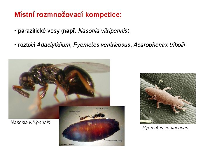 Místní rozmnožovací kompetice: • parazitické vosy (např. Nasonia vitripennis) • roztoči Adactylidium, Pyemotes ventricosus,