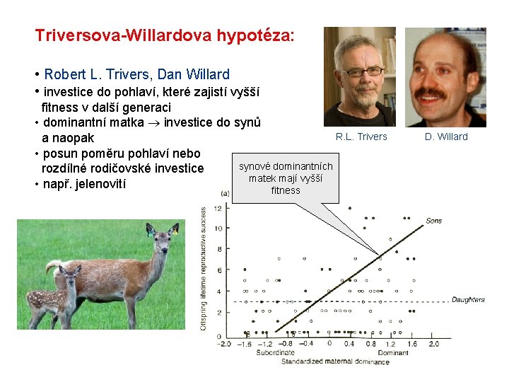 Triversova-Willardova hypotéza: • Robert L. Trivers, Dan Willard • investice do pohlaví, které zajistí
