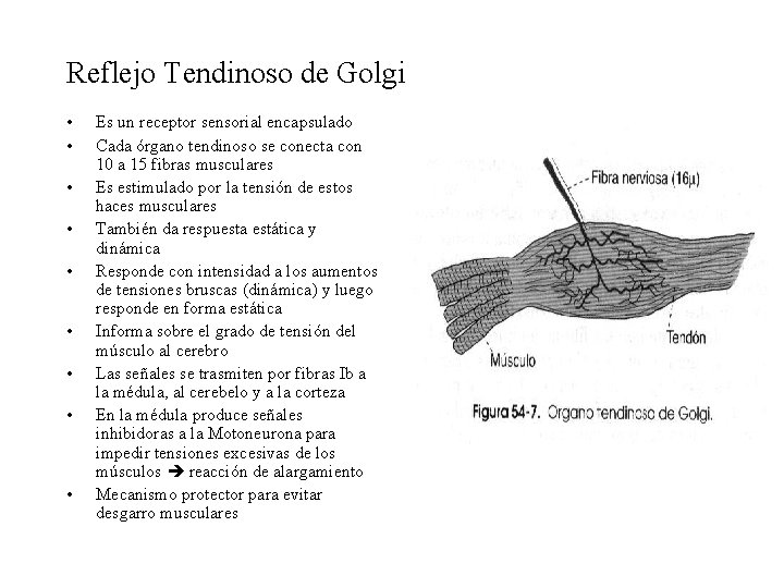 Reflejo Tendinoso de Golgi • • • Es un receptor sensorial encapsulado Cada órgano
