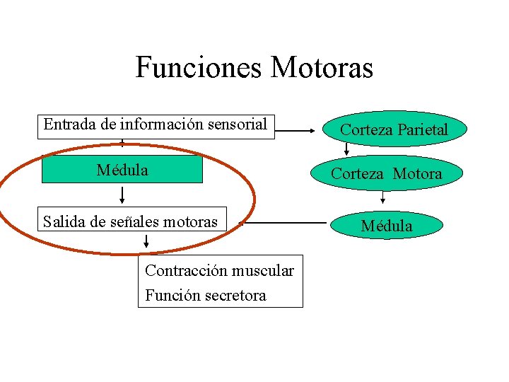 Funciones Motoras Entrada de información sensorial Médula Salida de señales motoras Contracción muscular Función