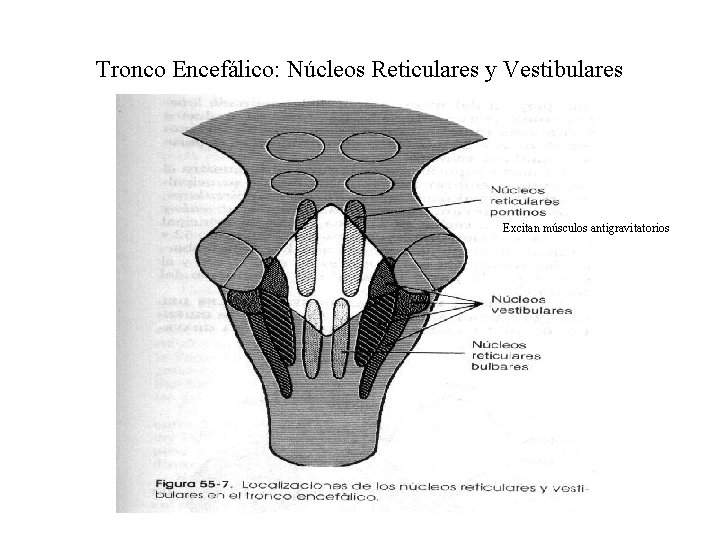 Tronco Encefálico: Núcleos Reticulares y Vestibulares Excitan músculos antigravitatorios 