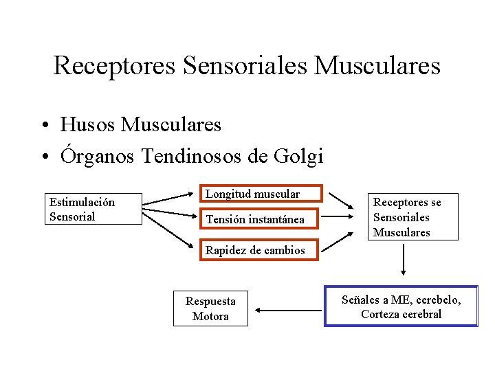 Receptores Sensoriales Musculares • Husos Musculares • Órganos Tendinosos de Golgi Estimulación Sensorial Longitud
