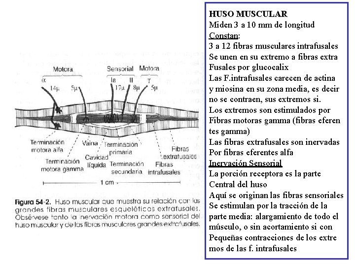 HUSO MUSCULAR Miden 3 a 10 mm de longitud Constan: 3 a 12 fibras
