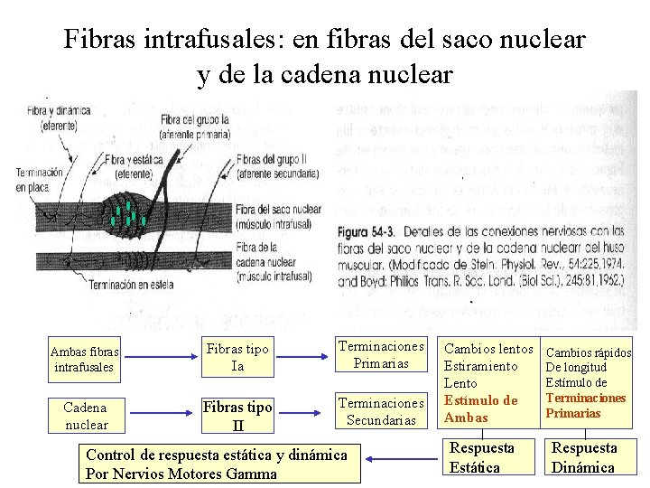 Fibras intrafusales: en fibras del saco nuclear y de la cadena nuclear Ambas fibras