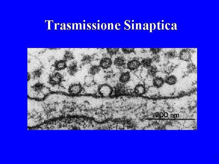 Trasmissione Sinaptica 1 