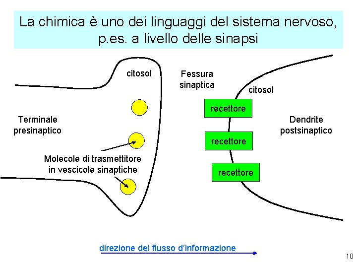 La chimica è uno dei linguaggi del sistema nervoso, p. es. a livello delle