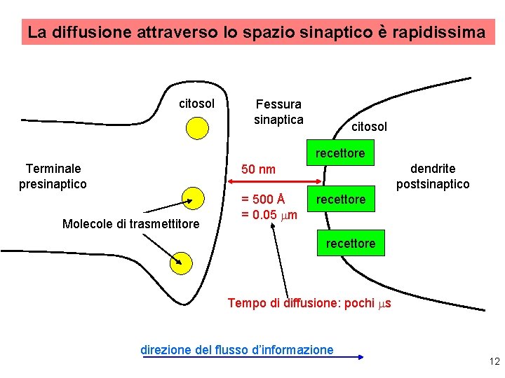 La diffusione attraverso lo spazio sinaptico è rapidissima citosol Fessura sinaptica citosol recettore Terminale