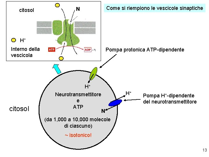 citosol N Come si riempiono le vescicole sinaptiche H+ Interno della vescicola citosol Pompa