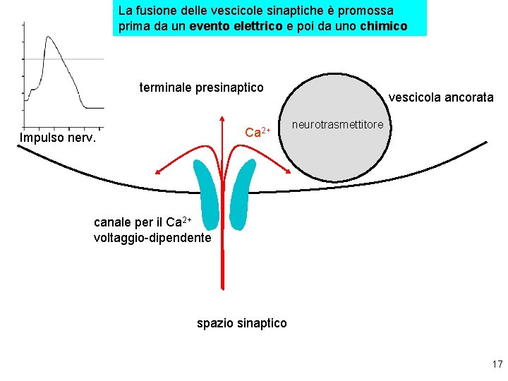 La fusione delle vescicole sinaptiche è promossa prima da un evento elettrico e poi