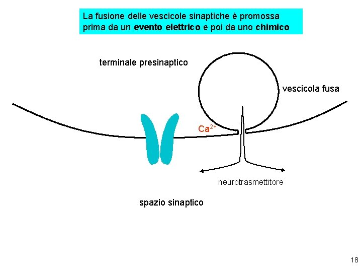 La fusione delle vescicole sinaptiche è promossa prima da un evento elettrico e poi