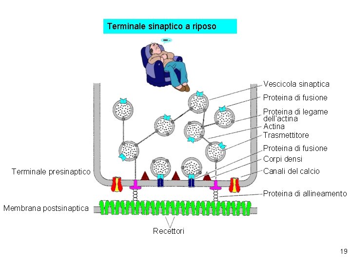 Terminale sinaptico a riposo zzz… Vescicola sinaptica Proteina di fusione Proteina di legame dell’actina