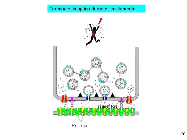 Terminale sinaptico durante l’eccitamento Trasmettitore Recettori 20 