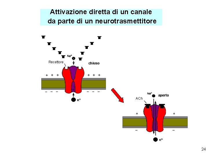 Attivazione diretta di un canale da parte di un neurotrasmettitore Recettore chiuso ACh aperto